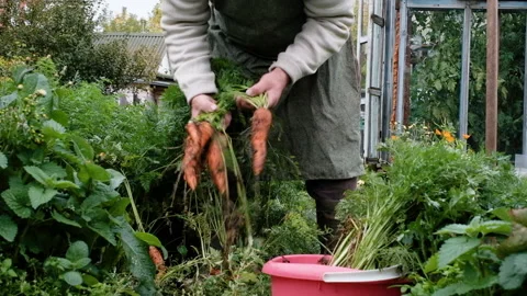 Farmer, an elderly man of 60 years old, harvests carrots in a bucket. 库存影片 139526628