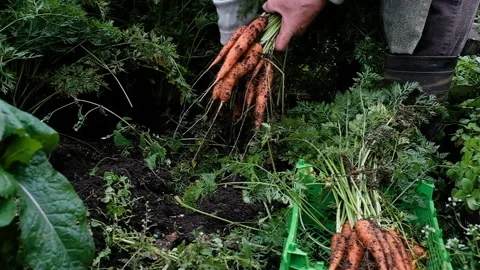 Farmer, an elderly man of 60 years old, harvests carrots. 库存影片 139527059
