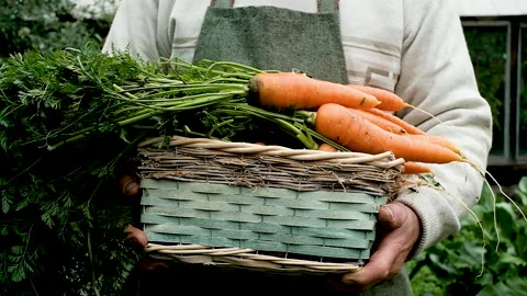 Farmer is an elderly man 60 years old. Carries a basket of carrots. 库存影片 139527462