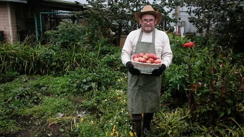 Farmer, an elderly man of 60 years old, carries a basket of apples. 库存影片 139554080