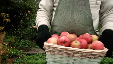 Farmer, an elderly man of 60 years old, carries a basket of apples. 库存影片 139554088