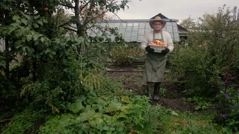 Farmer, an elderly man , carries a basket of tomatoes. 库存影片 139554232