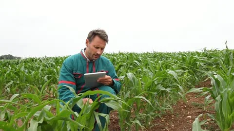 Farmer with electronic tablet analysing corn field Stock Footage 14831661