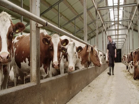 Farmer employee checking the cows in the cowshed, agriculture Netherlands, 4K Vidéo 73080809