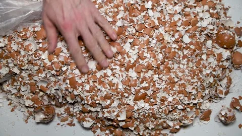 Farmer empties eggshells from a bag onto a table. Stock Footage 336974704