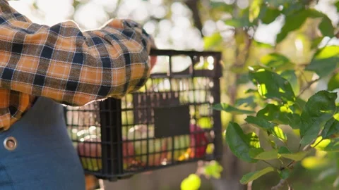 A farmer ends the day picking ripe apples in the bright sun. Organic Fruit Stock Footage 250536655
