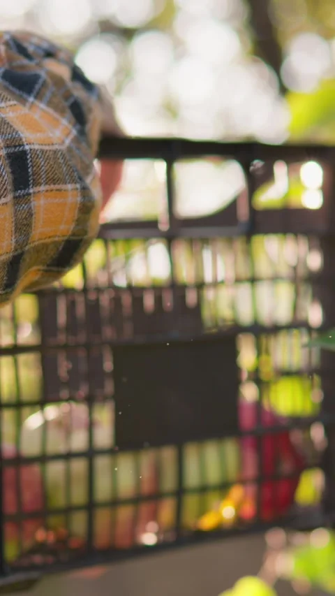 A farmer ends the day picking ripe apples in the bright sun. Organic Fruit Stock Footage 251339283