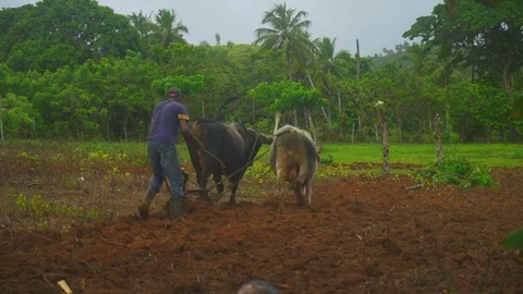 The farmer is engaged in work on the field among the green forest Stock Footage 72019517