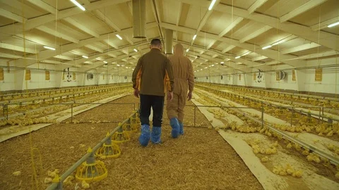 Farmer with engineer checking the process of chicken growing on poultry farm Stock Footage 112367916