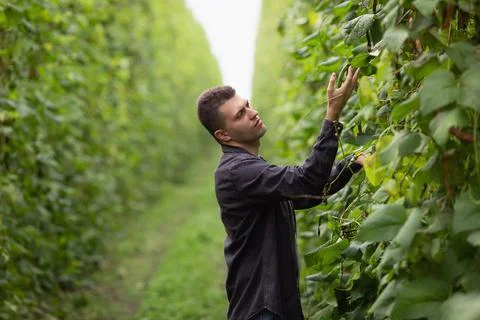 Farmer engineer inspects future green bean harvest. Agricultural industry Stock Photos