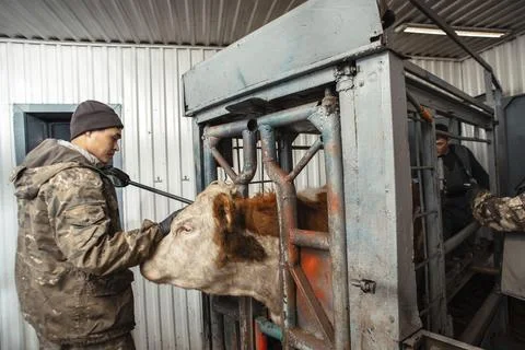 Farmer, equipped with scanner, interacts with cattle in setting that blends Stock Photos