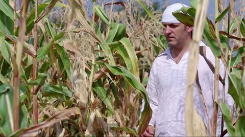 The farmer estimates the ear of corn. Stock Footage 54413800