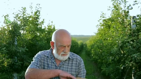 The farmer evaluates the red apple in his garden Stock Footage 78154926