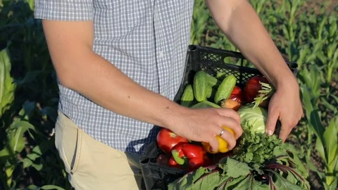 Farmer evaluating vegetables on the field Video stock 76713687