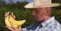 Farmer Examine Closeup Banana Tropical Plantation Production Fruits Exotic Food 4k or 4k+ Resolution