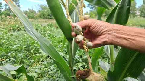 A farmer examines a corn bloom damaged by the huitlacoche fungus. Stock Footage 341985363