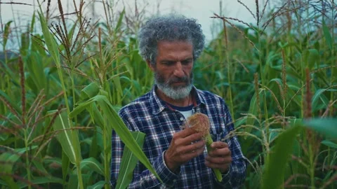 Farmer examines corn crop in lush field during late afternoon harvest season Stock Footage 283702314