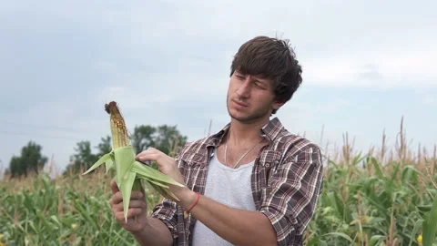 Farmer examines corn on the field Stock Footage 114229028