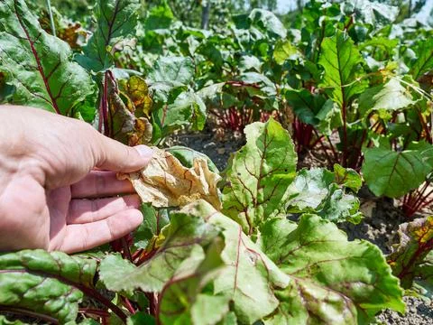 A farmer examines a dried beet leaf. Drought. Combating drought in agriculture. Foto stock