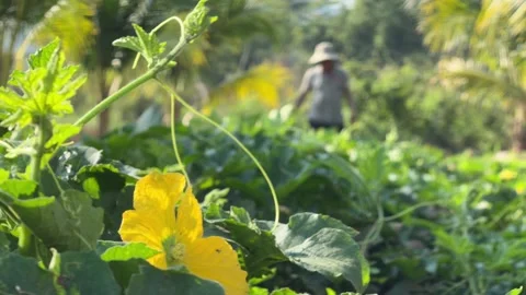 A farmer examines growing cucumbers along cultivated garden beds arranged in Stock-Footage 332472482