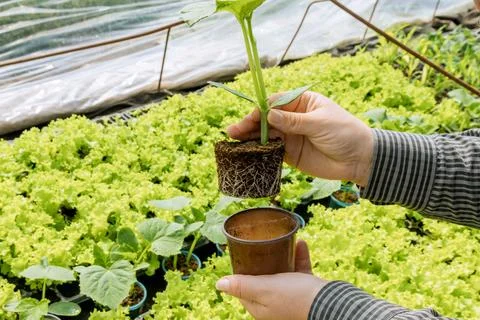 A farmer examines the root of a cucumber seedling for disease. Growing healthy Stock Photos