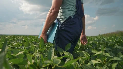 Farmer examines soybean leaf holding tablet in field. Worker inspects plant Stock Footage 338335582