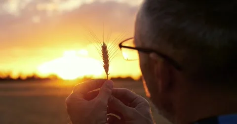 Farmer examines wheat ear at sunset in golden field. Mature man studies grain Stock Footage 346691164