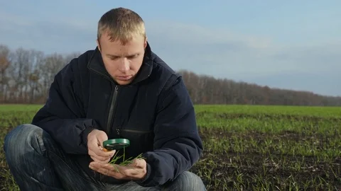 Farmer examines wheat germs through a magnifying glass Stock Footage 84774436