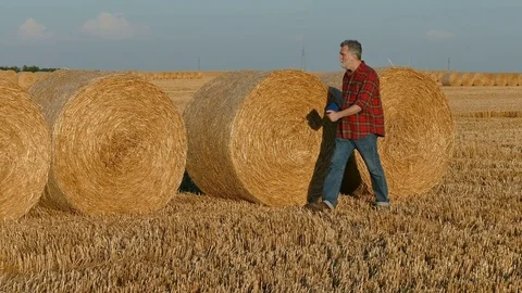 Farmer examining  bale, rolled straw in wheat field after harvest Stock Footage 79543101