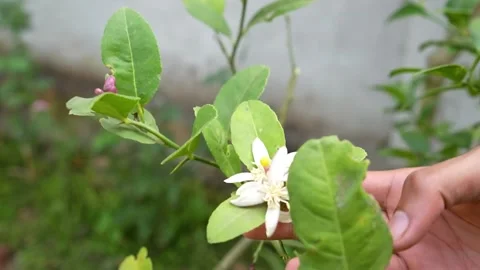 Farmer examining the budding proces of lemon tree. Stock Footage 282211768