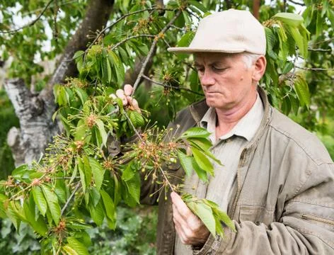 Farmer examining cherry trees Stock Photos