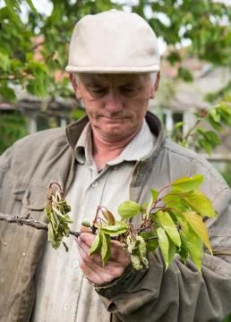 Farmer examining cherry trees 库存照片