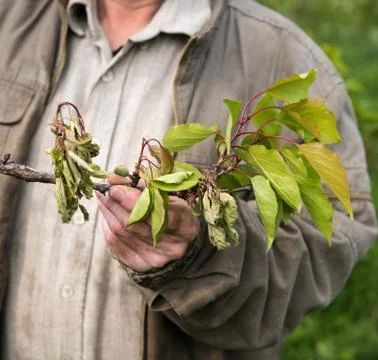 Farmer examining cherry trees 写真素材