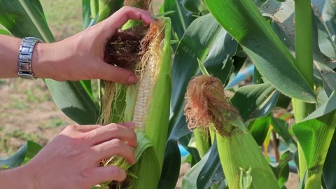 Farmer examining corn on the cob in field. Peel ripe ear of corn. Stock Footage 304942244