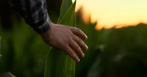 Farmer is examining corn crop plants in sunset. Close up of hand touching maize Stock Footage 112056210