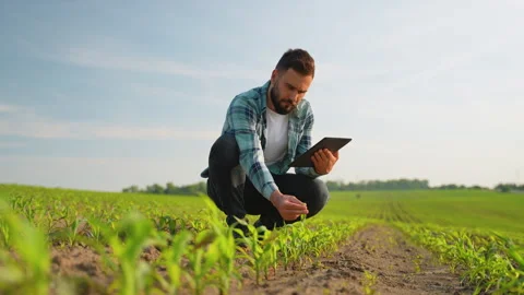 Farmer examining corn crops with digital tablet in field Stock Footage 317195848
