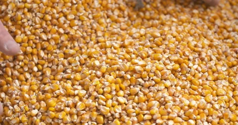 Farmer examining corn grains in hands Stock Footage 85963179