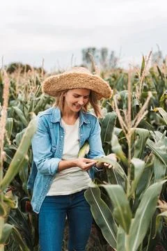 Farmer examining corn leaf in cultivated field Stock Photos