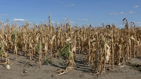 Farmer  examining corn plant in field after drought Stock Footage 80926899