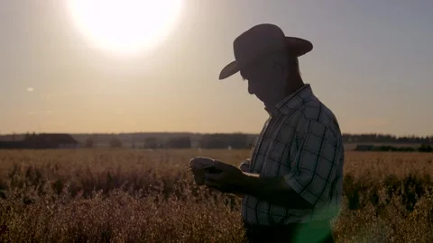 Farmer examining crops in field at sunset Stock Footage 303214905