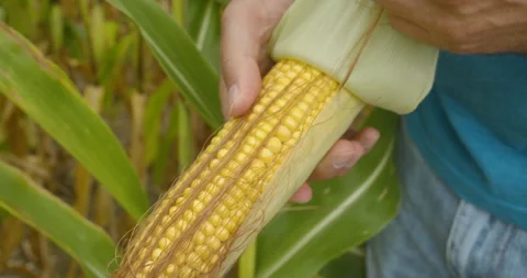 Farmer Examining Ear of Corn Crop, Close Up of Hands. Farmer Holding Ripe Cor 스톡 동영상 138417440