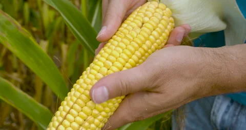 Farmer Examining Ear of Corn Crop, Close Up of Hands. Farmer Holding Ripe Cor 스톡 동영상 159545407