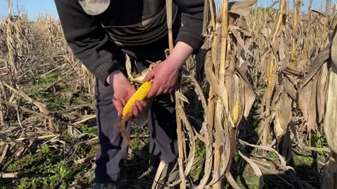 Farmer Examining Ear of Corn Crop, Close Up of Hands. Farmer Holding Ripe Corn Stock Footage 240540051
