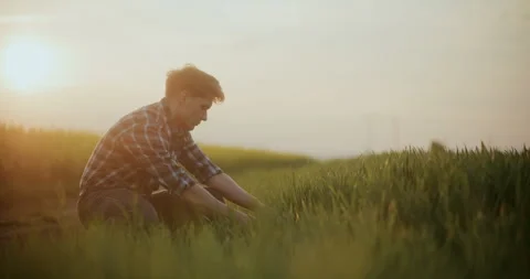 Farmer Examining Grass In Farm. Stock Footage 246832434