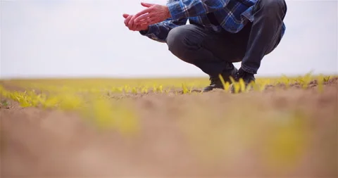 Farmer Examining Soild Dirt at Corn Field Stock Footage 131006799