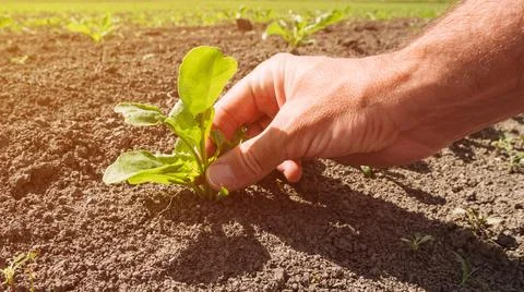 Farmer examining sugar beet root crop seedling in field, closeup of hand Stock Photos