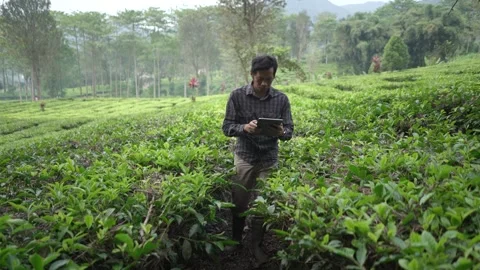 Farmer examining tea plantation using digital tablet for analysis and growth Stock Footage 311585785