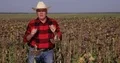 Farmer Explaining Agriculture Business Harvest Good Results Sun Flower Culture 4k or 4k+ Resolution