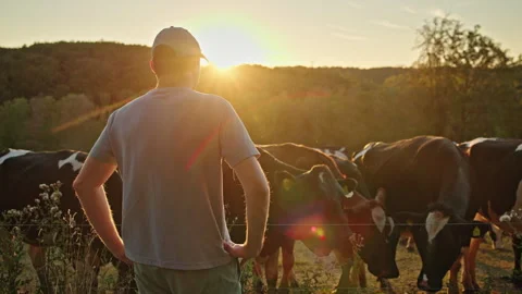 Farmer Facing Dairy Cows in Backlit Sunset Pasture Stock Footage 344563190