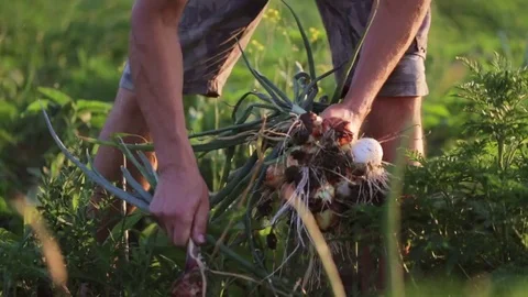 Farmer with family picking onion on the field of organic farm. Stock Footage